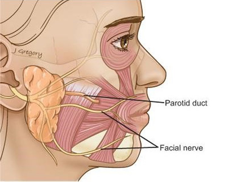 Parotid Gland Surgery in Ahmedabad