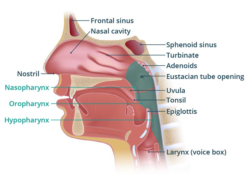 Throat Cancer Treatment Ahmedabad